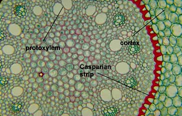 ptt เนื้อเยื่อถาวร